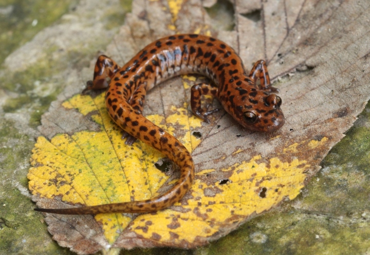 Cave Salamander